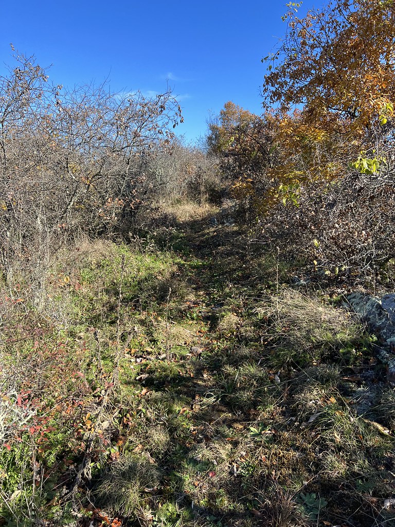 Wardensville, WV Tuscorarora Trail Nov. 2021 Brandon Gravett Flickr