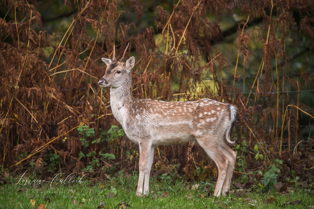 Young fallow buck Lorraine Culloch Flickr