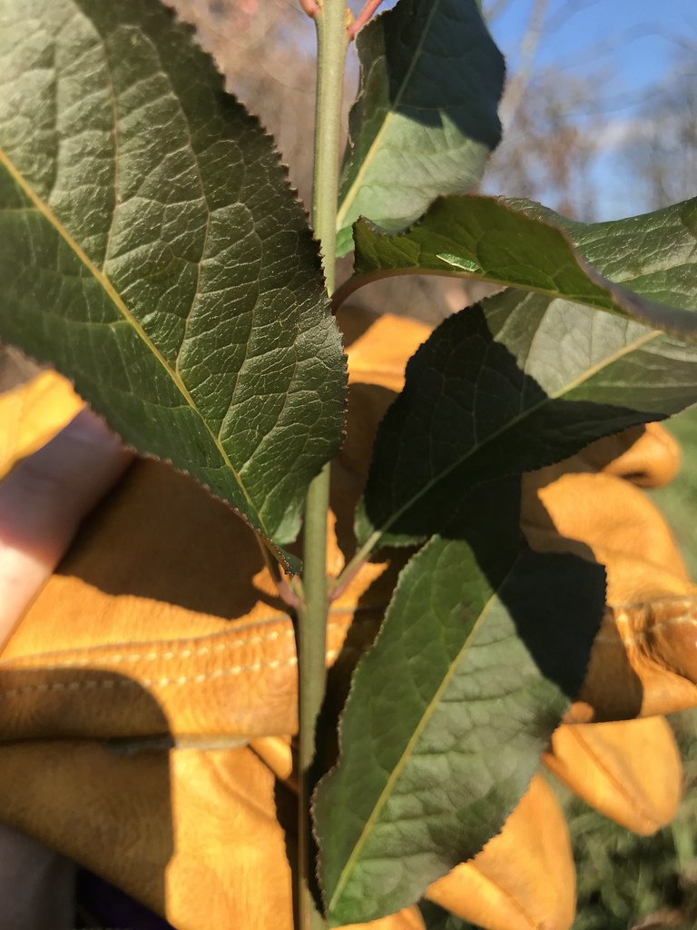 Diggers’ Mirth Intervale. BBFF Flickr