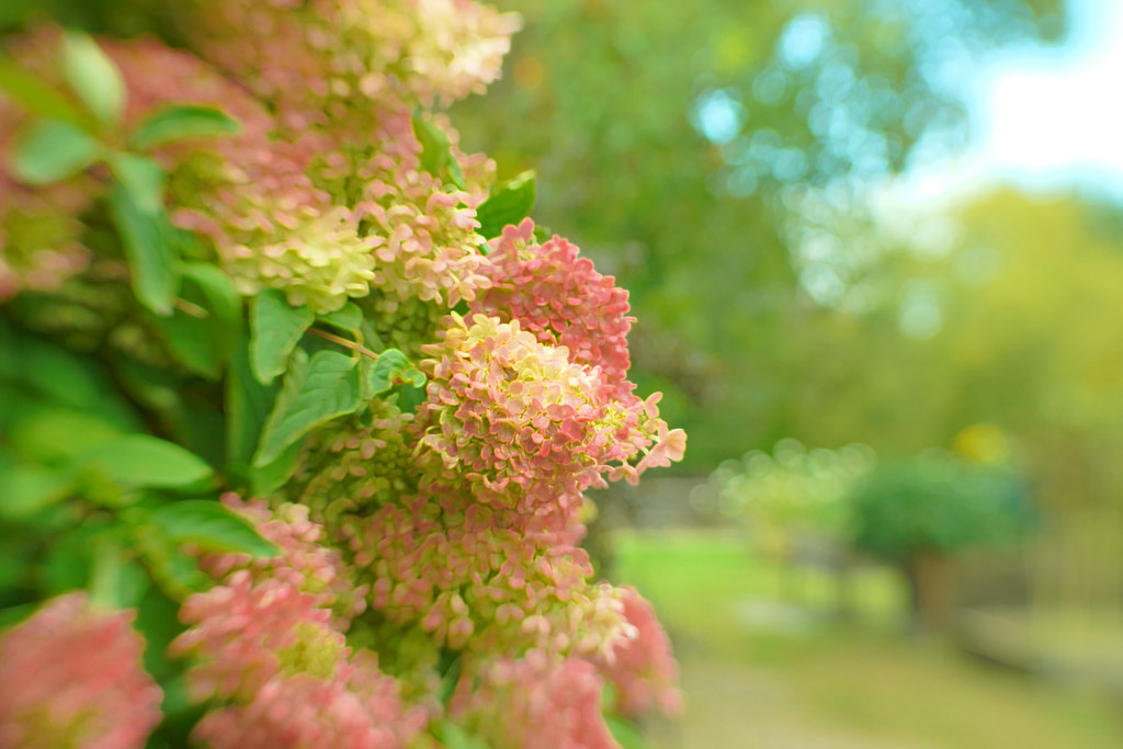 Intervale Center Burlington, Vermont USA Whitney Flickr