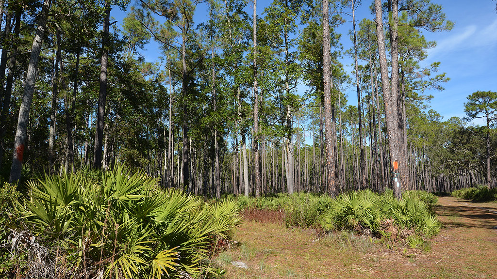 Johns Landing Trail Welaka State Forest Florida Hikes Flickr
