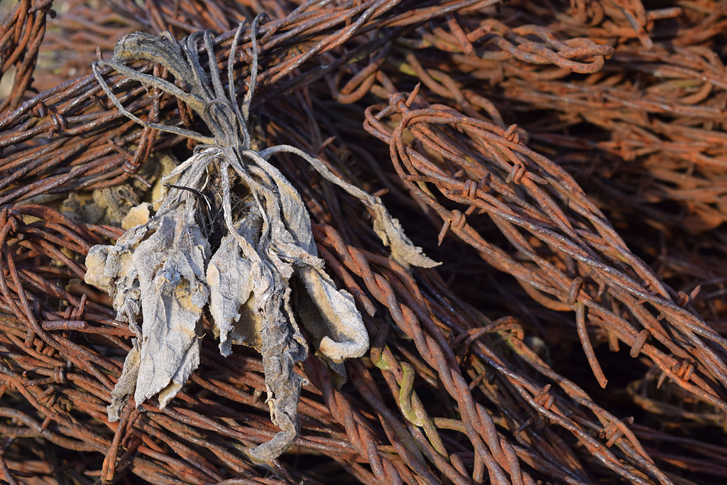 Barneveld Prairie Barneveld Prairie, Wisconsin Peter Gorman Flickr