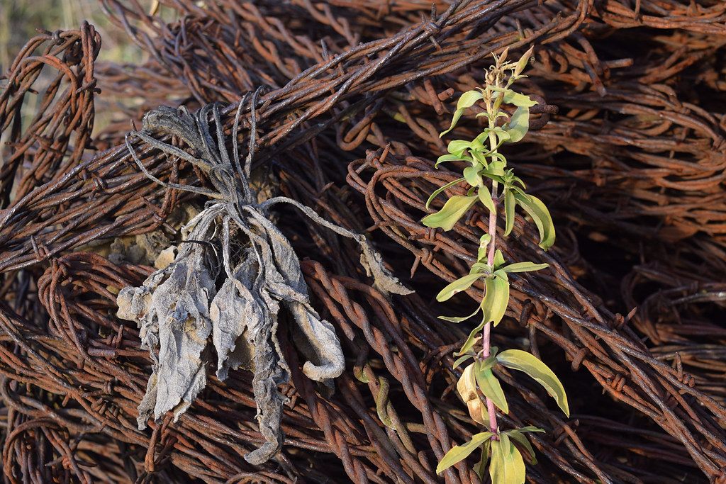Barneveld Prairie Barneveld Prairie, Wisconsin Peter Gorman Flickr