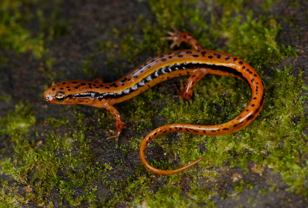 Southern TwoLined Salamander (Eurycea cirrigera) November… Flickr