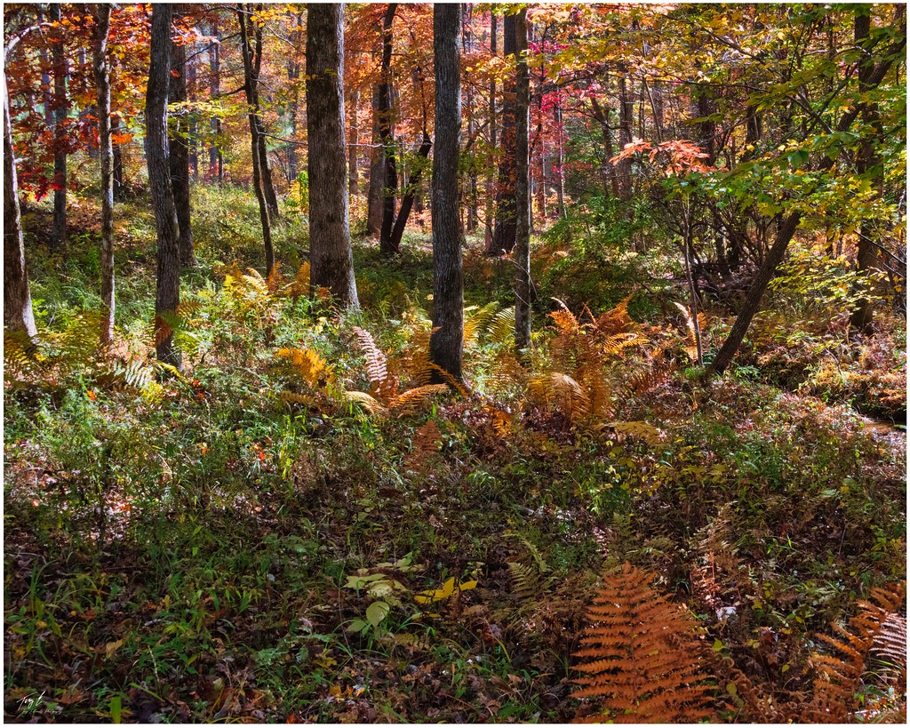 Alabama Woodland in Fall Talladega National Forest, Alabam… Flickr