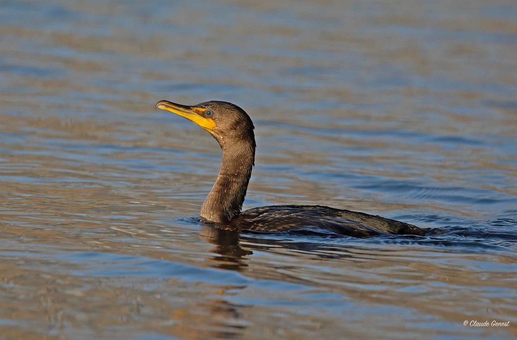 Cormoran à aigrettes /Doublecrested Cormorant Québec. Claude
