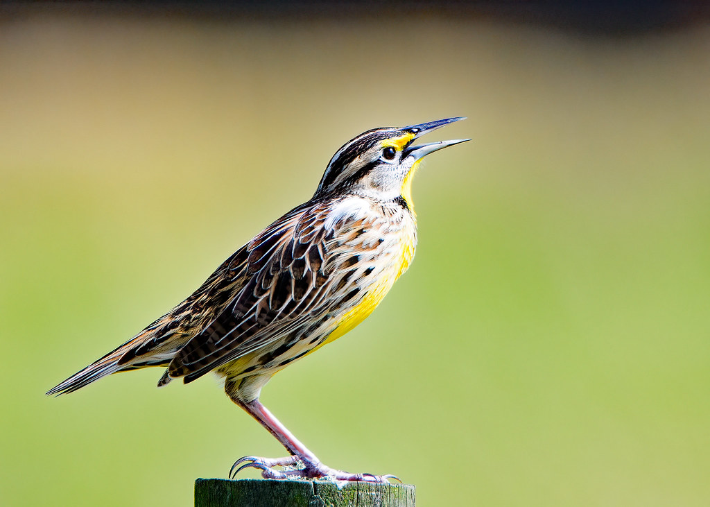 Eastern Meadowlark Central Florida, USA David Conley Flickr