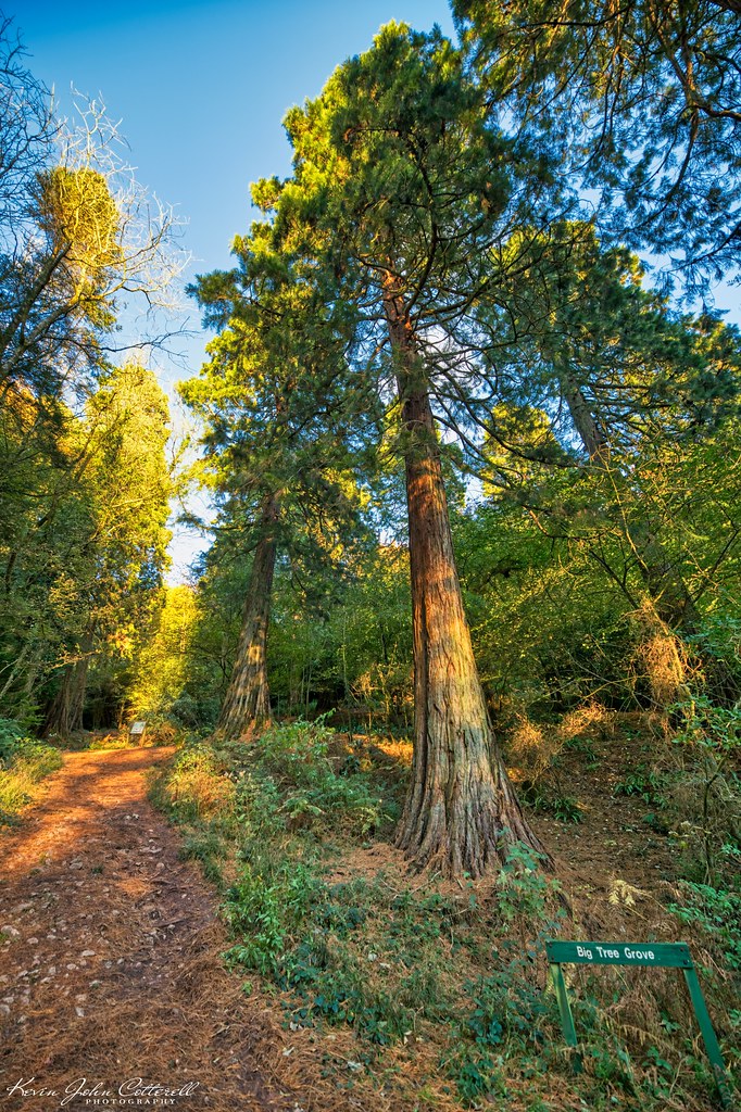 Big Tree Grove, California Redwood's Ashton Plantation D… Flickr