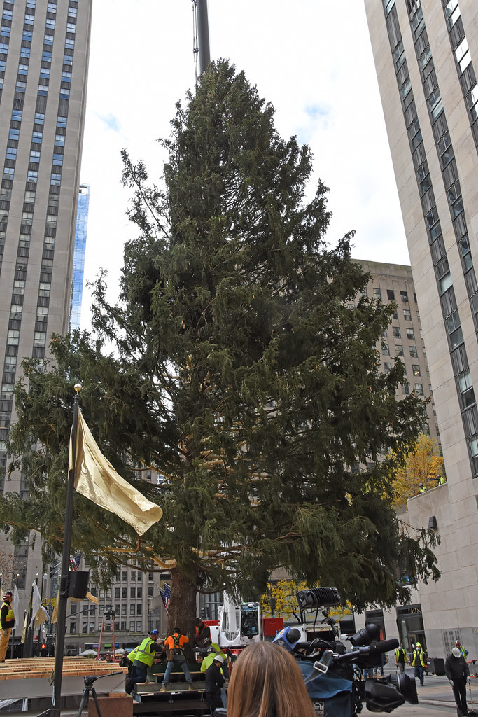 The 2021 Rockefeller Christmas Tree Was Delivered To Rocke… Flickr