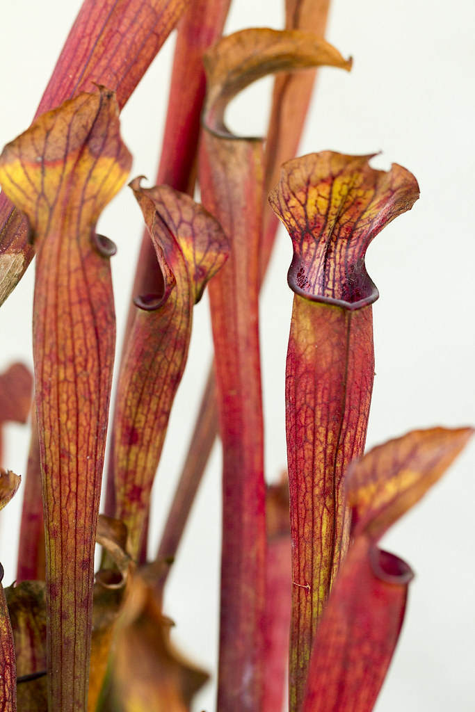 Sarracenia jonesii UCD B2003.019 _cdlew Flickr