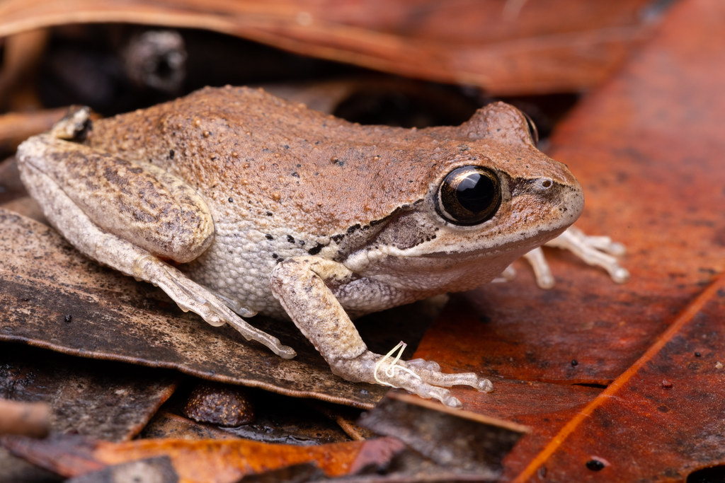 Whistling Tree Frog Litoria verreauxii Darkes Forest, Wo… Flickr