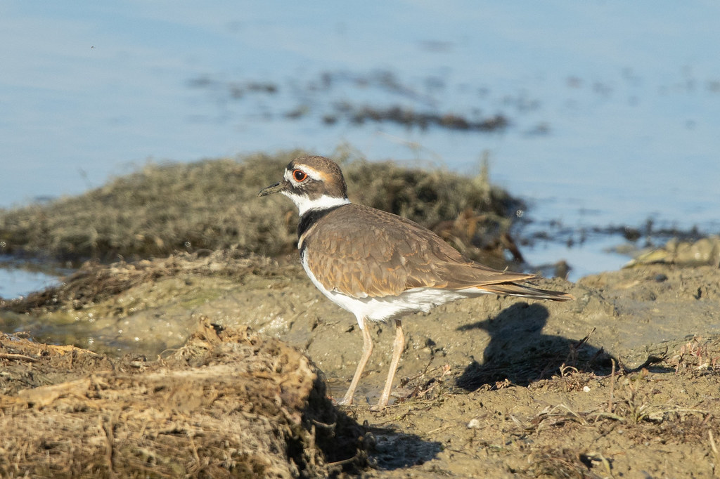 KILLDEER View in Original size Flickr