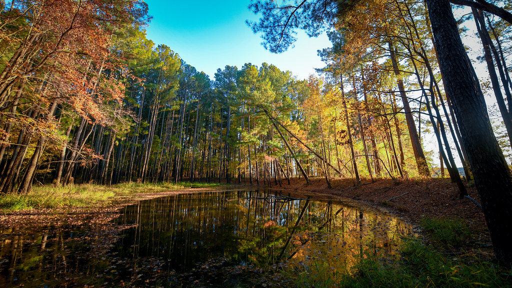 Vanishing pond Seaforth, North Carolina, USA ε βean Flickr