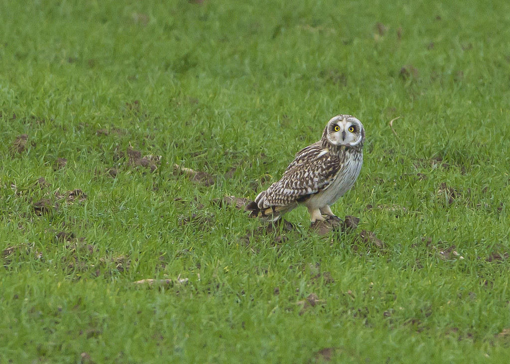 Short Eared Owl Sammy,s Point Easington Yorkshire England … Flickr