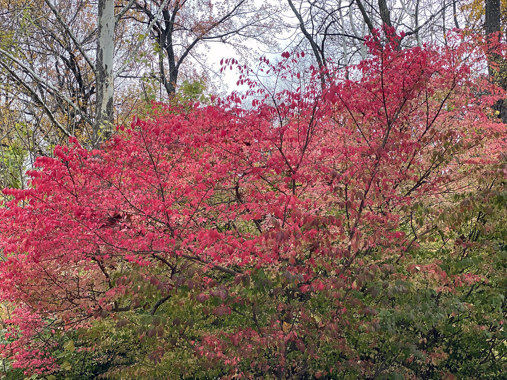 Picture Of Fall 2021 Foliage. Photo Taken Monday November … Flickr