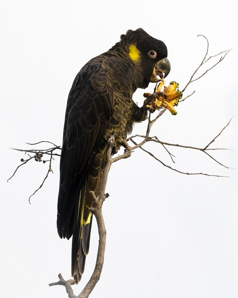 Yellowtailed Blackcockatoo Margate, Tasmania Alan M. Flickr