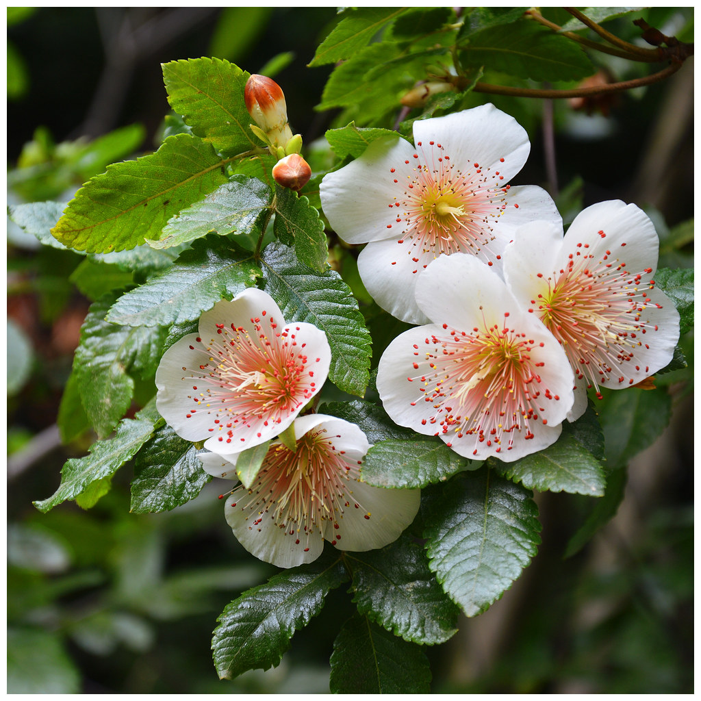 Holyrood flowers Rosa multiflora. Holyrood Palace Gardens.… Flickr