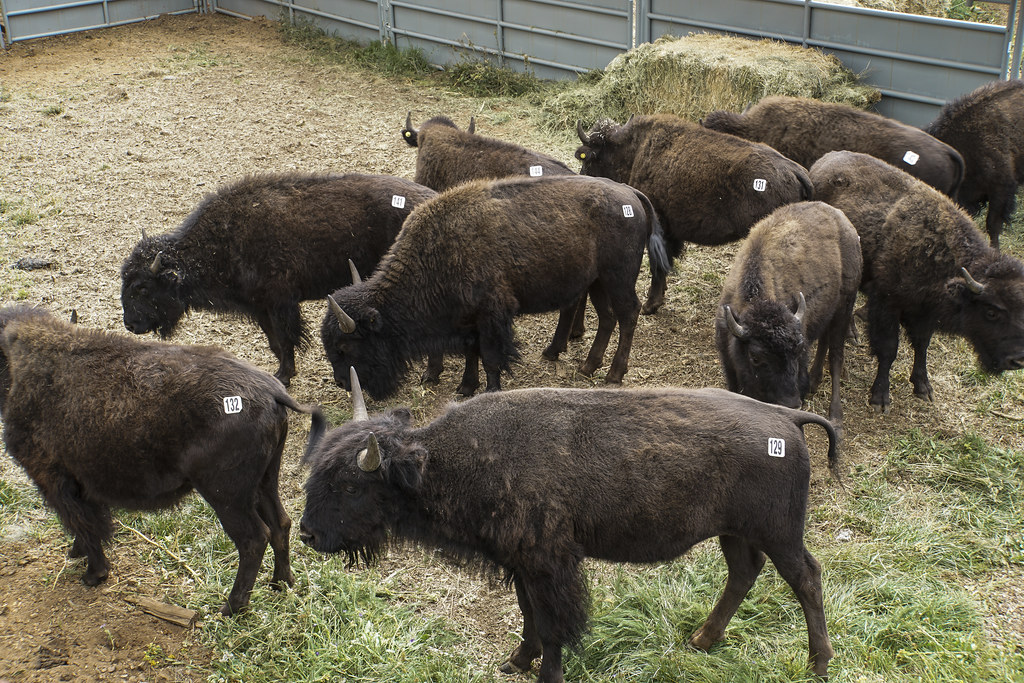 Bison Awaiting Transport Young bison in the holding pens a… Flickr