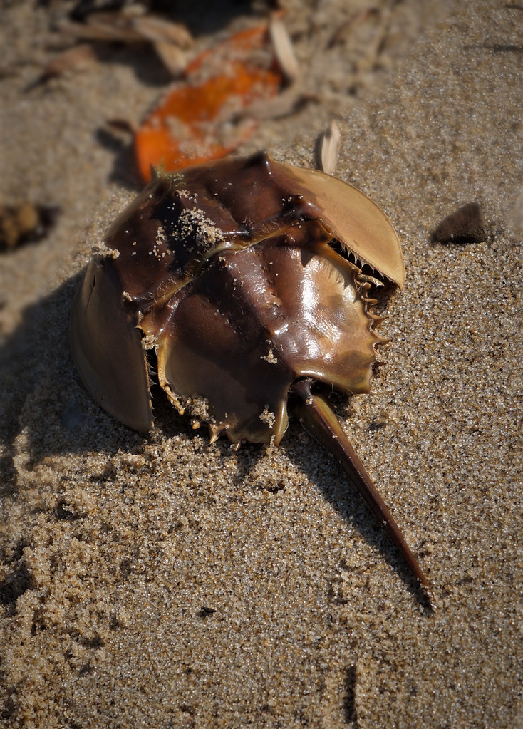 Horseshoe Crab Kent Island, MD vwiest Flickr