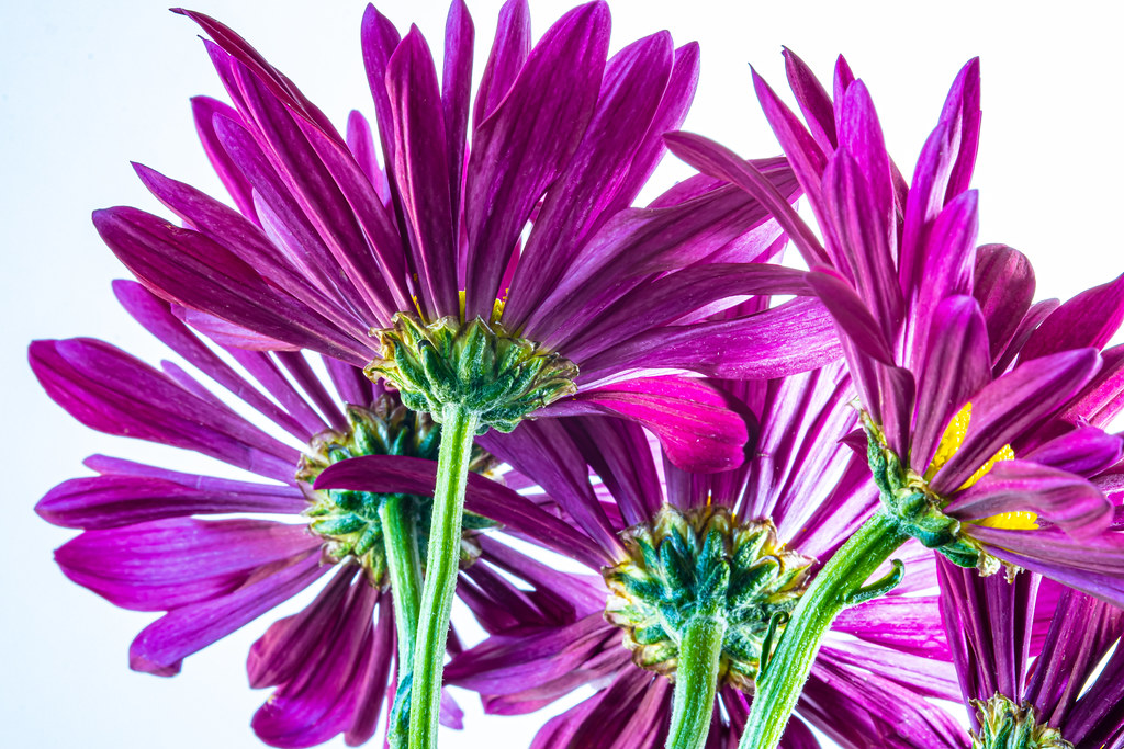 Purple and Green Cut flowers stilllife Stephen Nelson Flickr