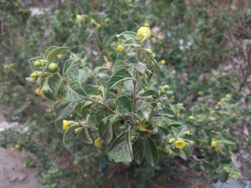 01783 Capsicum rhomboideum, AJICITOS Nombre científico Ca… Flickr