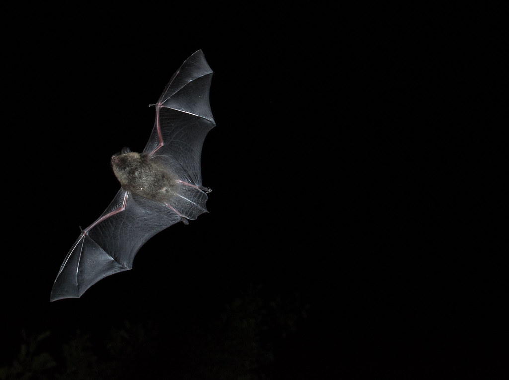 Whiskered Bat, Viiksisiippa. Helsinki, Finland Jussi Photography