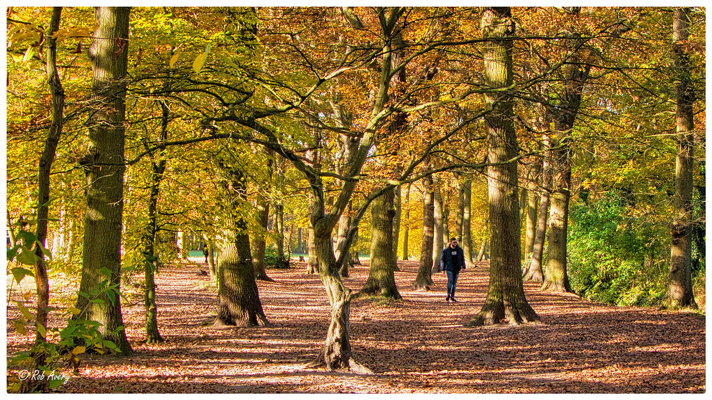 Autumn Woods A fine late autumn day in Belfairs Woods, Lei… Flickr
