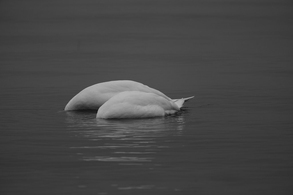 Cygne Marina Vuagniaux Flickr