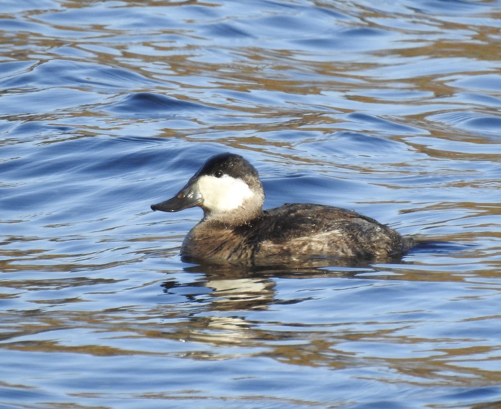 DSCN9382 Ruddy Duck Oxyura jamaicensis Jamaica Pond Boston… Flickr