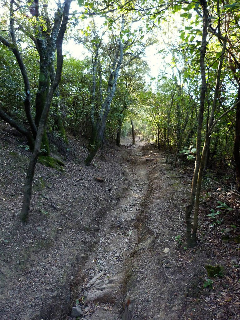 Le sentier dans le bois de chênes verts..... Après la paus… Flickr