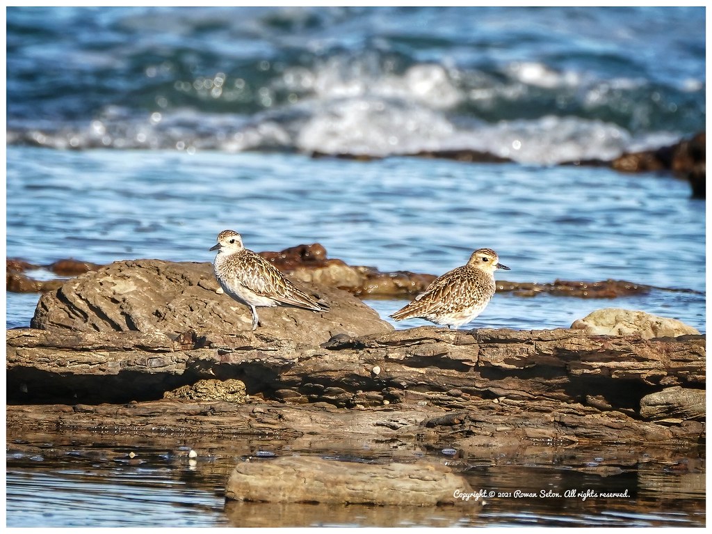Pacific Golden Plover. Taken at Point Vernon, Hervey Bay, … Flickr