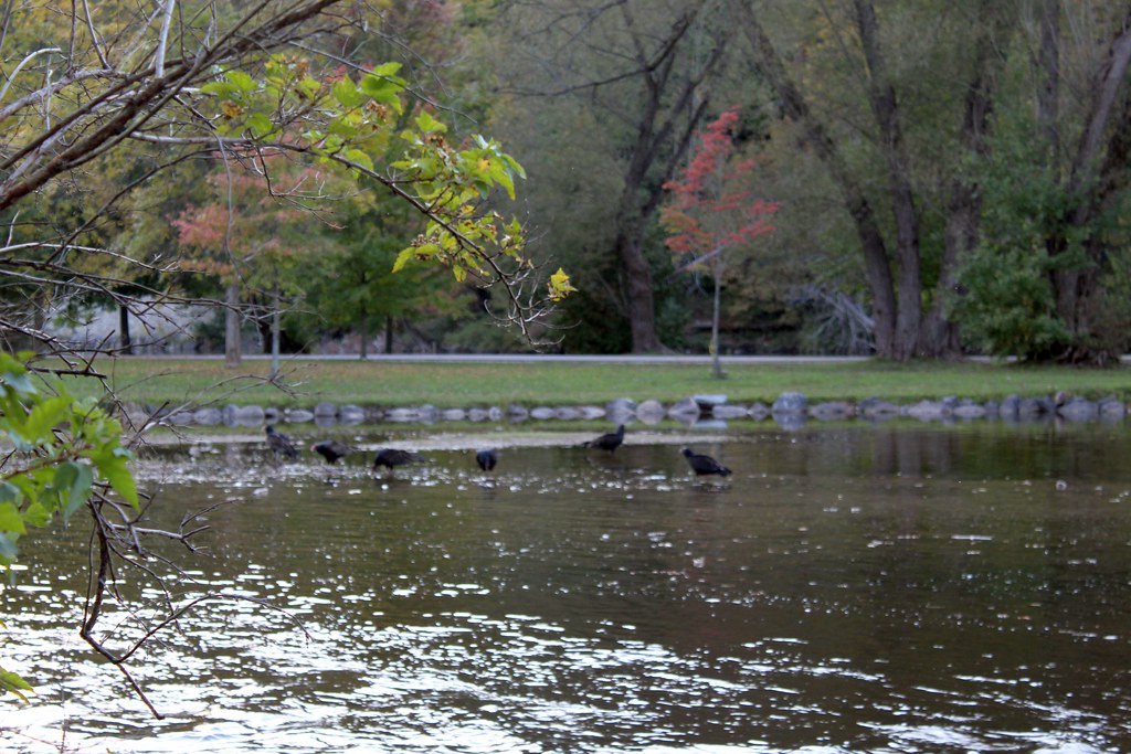 Harrison Park Harrison Park, Owen Sound, Ontario, Canada Kevin M
