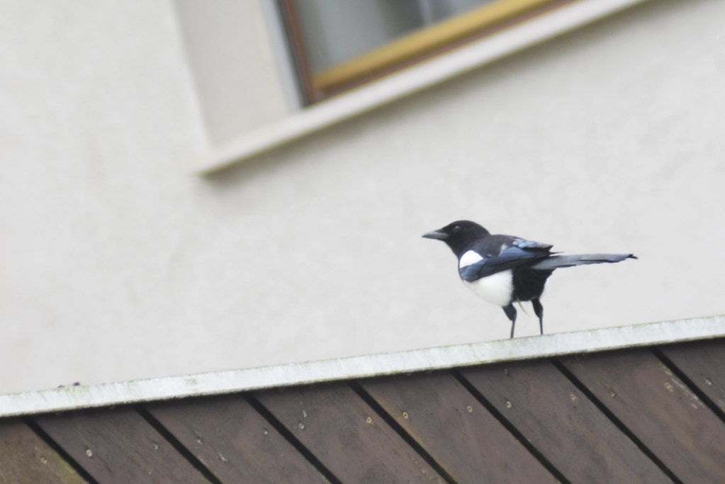 La pie " voleuse" Pie bavarde Jihed Mansour Flickr