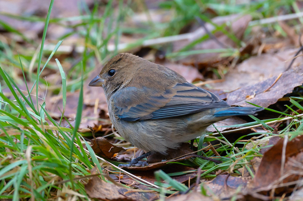 Indigo Bunting Virginia Lake NL 20211123 Indigo Bunting … Flickr