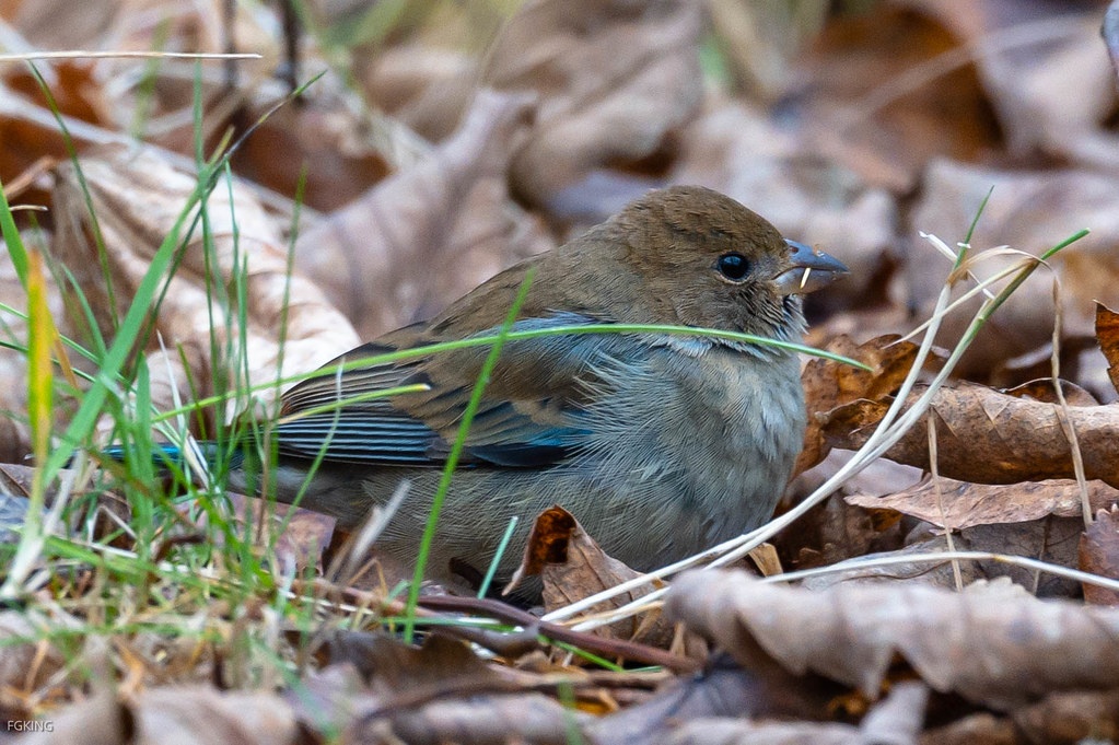 Indigo Bunting Virginia Lake NL 20211123 Indigo Bunting … Flickr