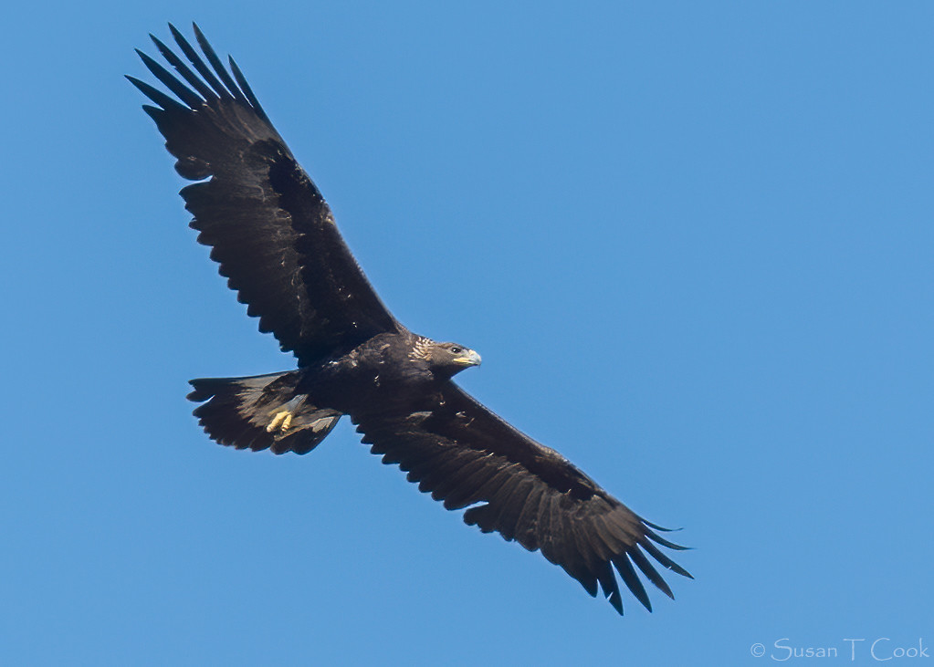 Golden Eagle Lake Cachuma Channel City Camera Club Flickr