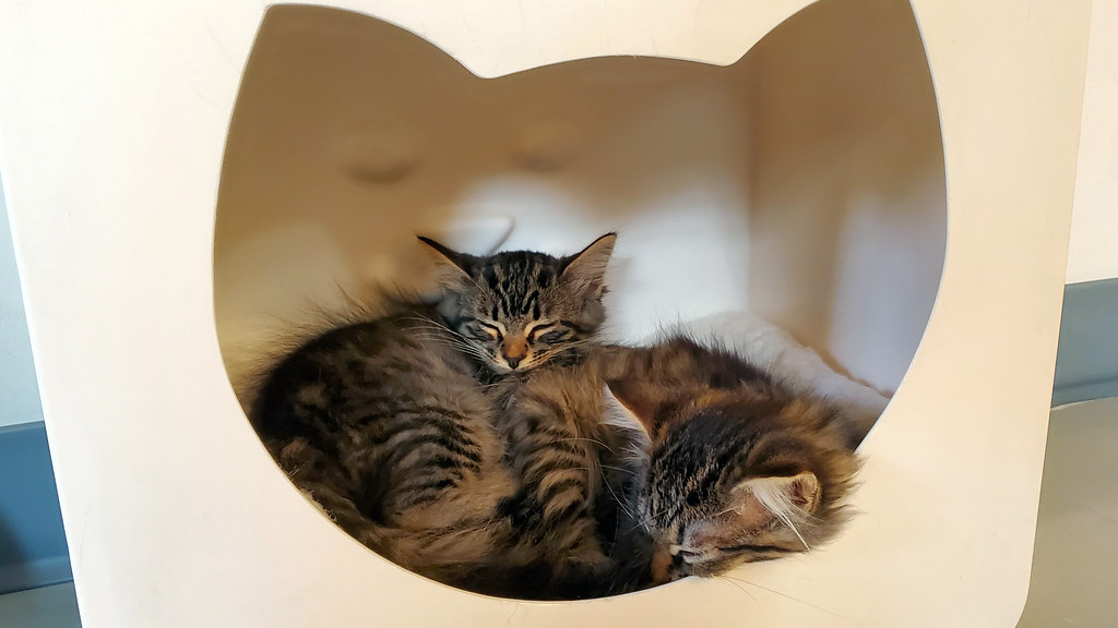 cat cafe chicago suburbs Ethyl Tolliver