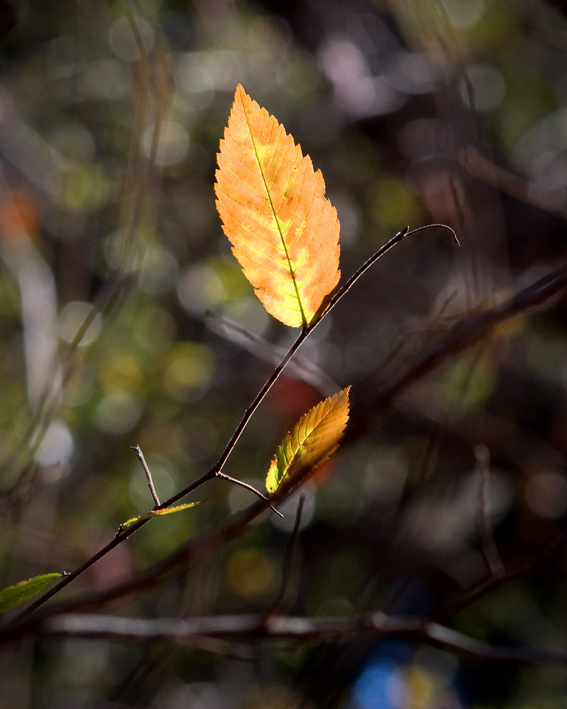 IMG_0009 Spontaneous Combustion An Elm leaf lit up by the … Flickr