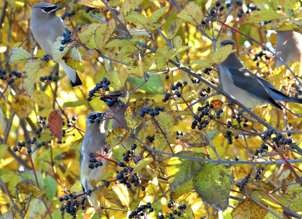 Yummy! Exton Park, Exton, PA USA david1lee2 Flickr