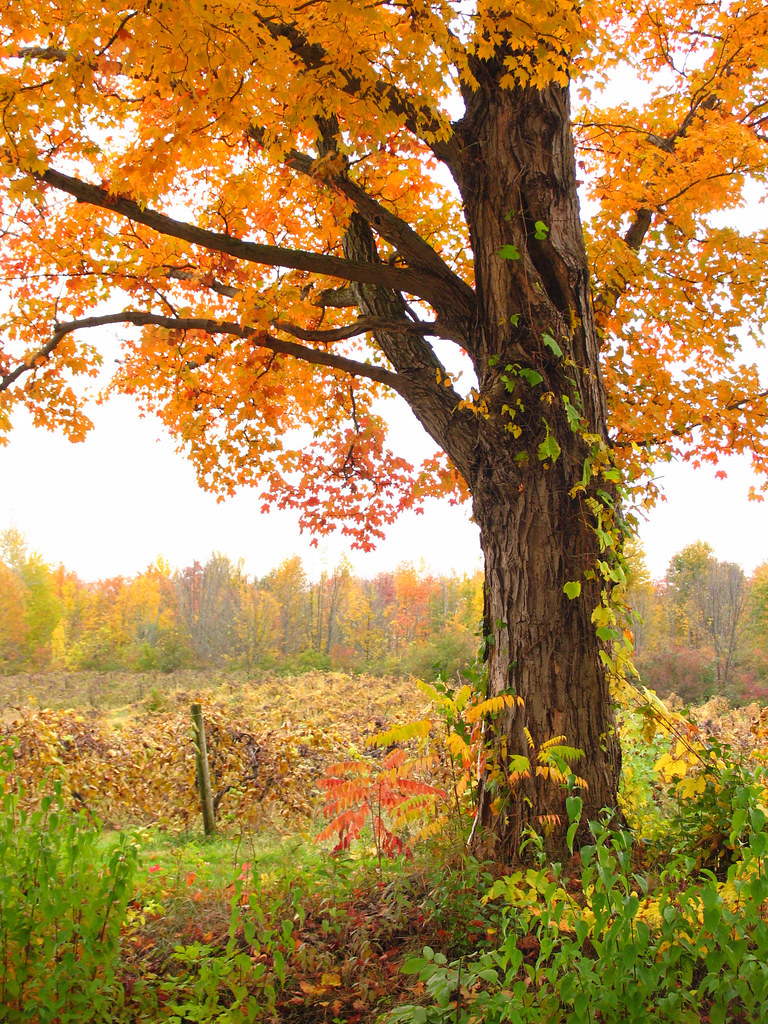 Autumn in the vineyards Harpersfield in beautiful Ashtabul… Flickr