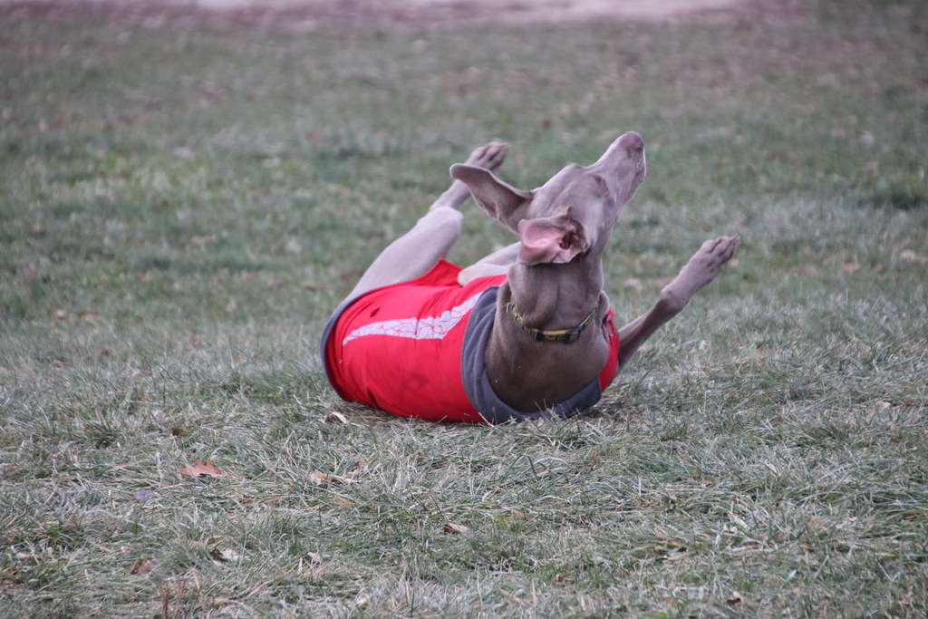 Visit with Runyon to Swift Run Dog Park (Ann Arbor, Michig… Flickr