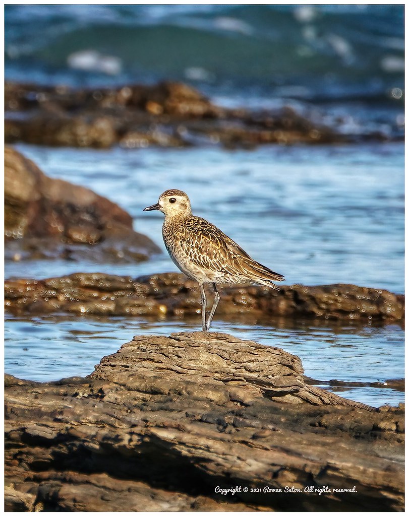 Pacific Golden Plover Taken at Point Vernon, Hervey Bay, Q… Flickr