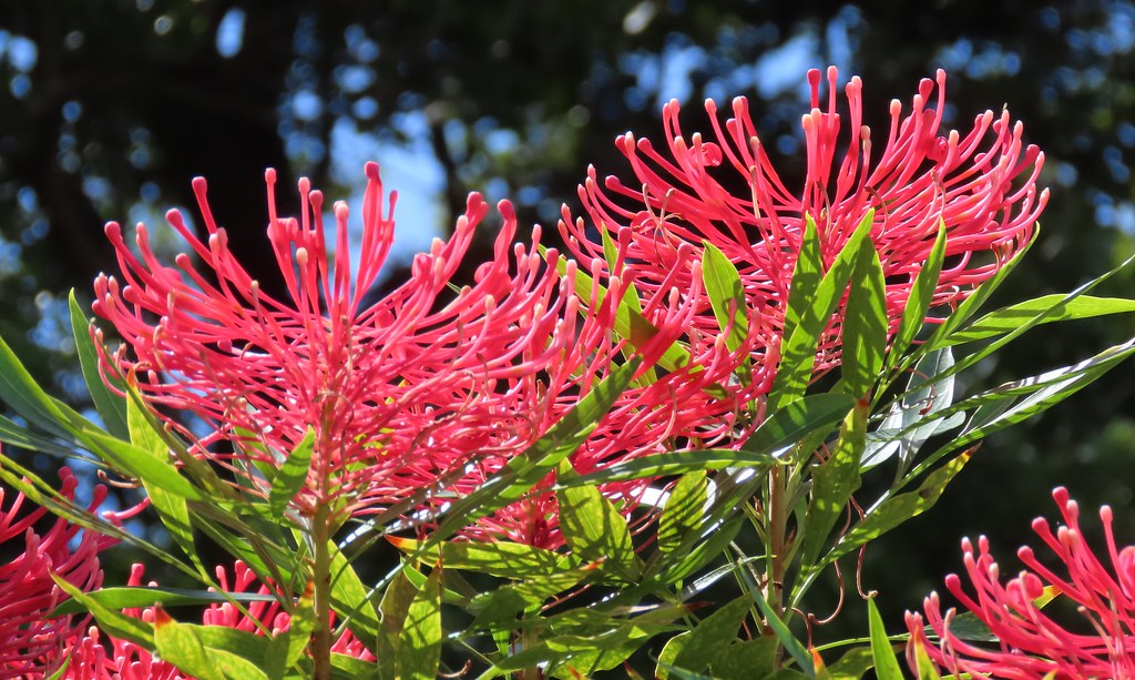 Alloxylon pinnatum Dorrigo Waratah Royal Botanic Garden … Flickr