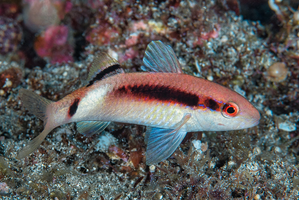 Longbarbel goatfish, juvenile Parupeneus macronemus a photo on