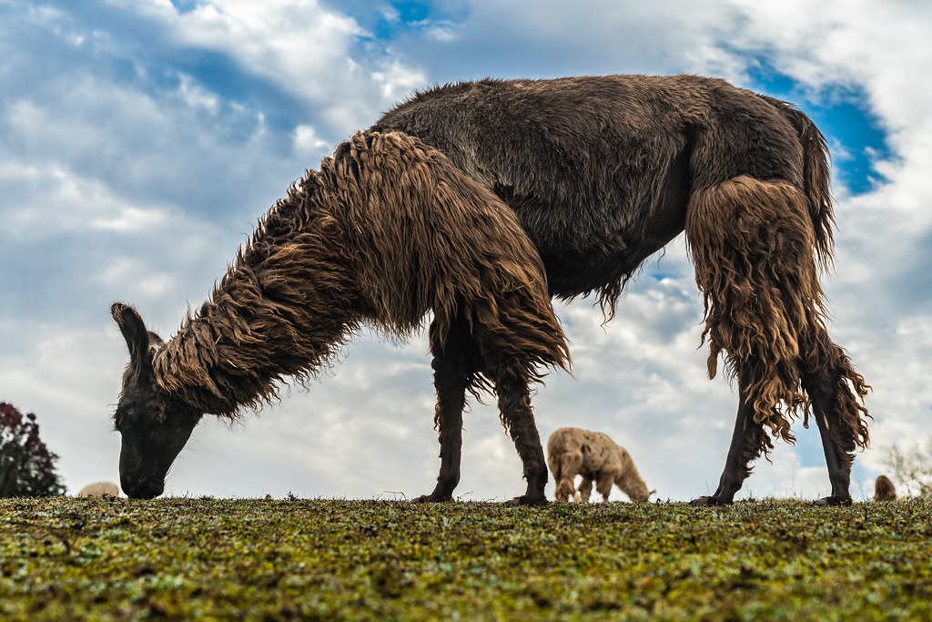 LOWER SHERWOOD FARM Lower Sherwood Farm in Charlottesville… Flickr