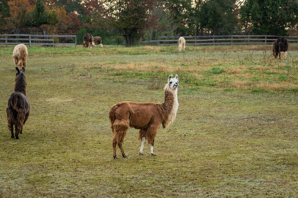LOWER SHERWOOD FARM Lower Sherwood Farm in Charlottesville… Flickr