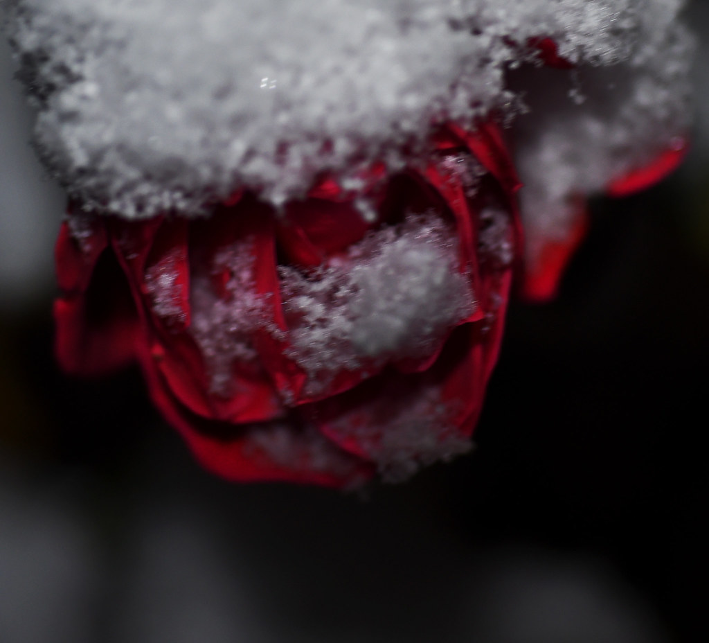 Too Cold for Roses West Michigan gets a lot of "lake effec… Flickr