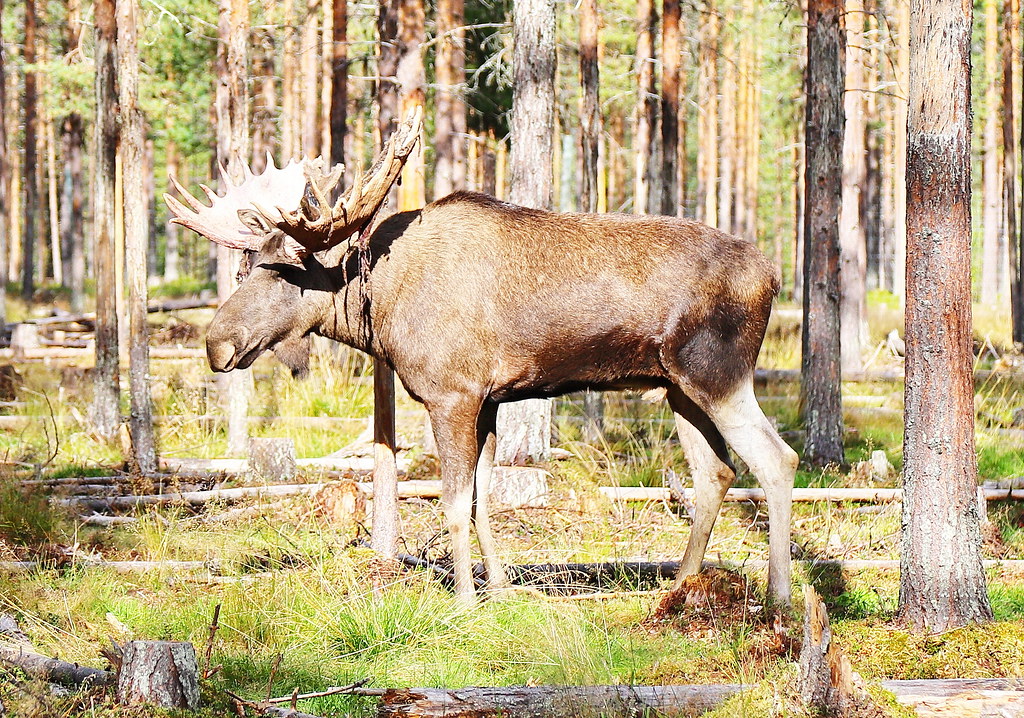 Arctic Moose Farm in Overkalix 6.9.2021 2523 Overkalix in … Flickr