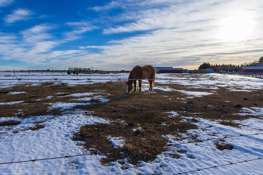 Winter in Sturgeon County A horse grazes at a farm along S… Flickr