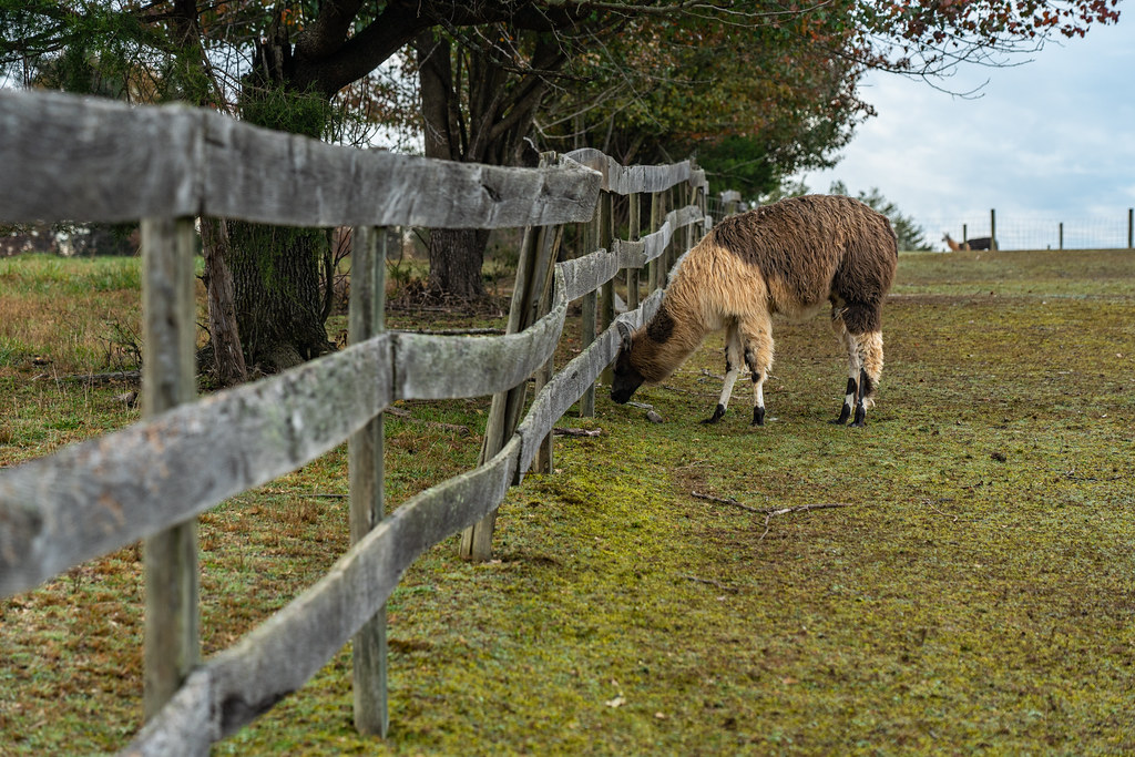 LOWER SHERWOOD FARM Lower Sherwood Farm in Charlottesville… Flickr